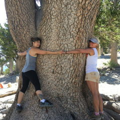 tree-BB73-FE39A9941721