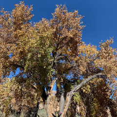 tree-EA6DF1A8B984